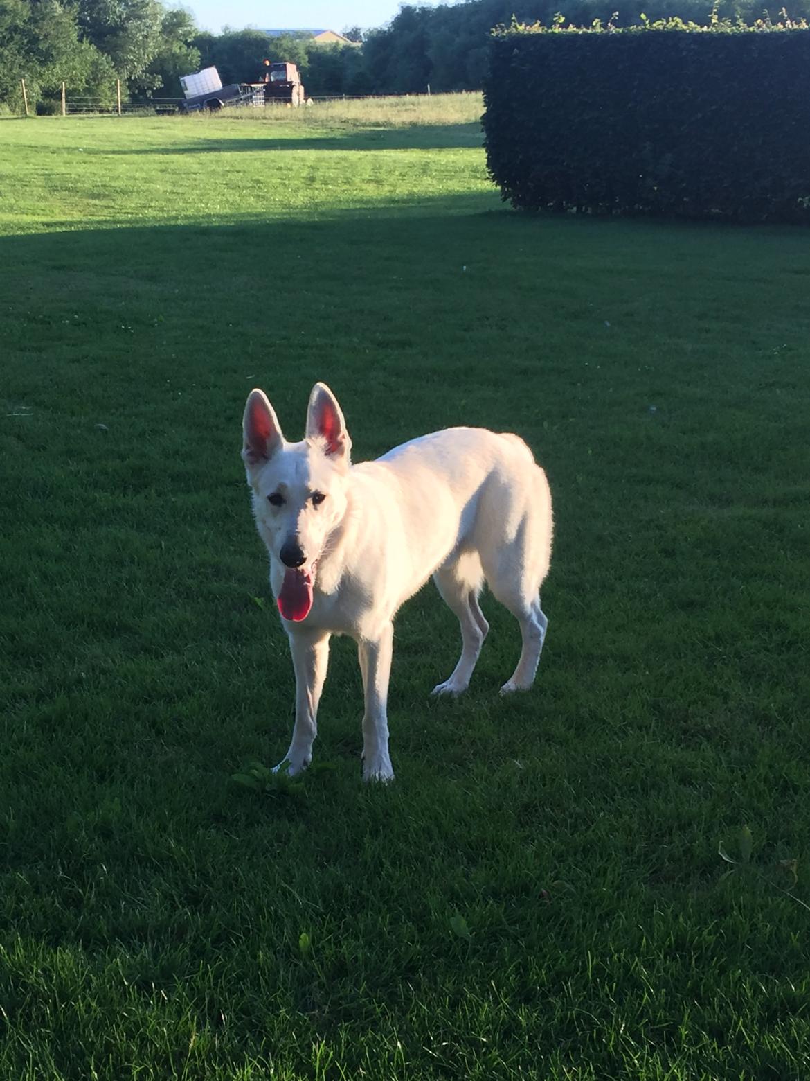 Hvid schæfer Homie billede 44