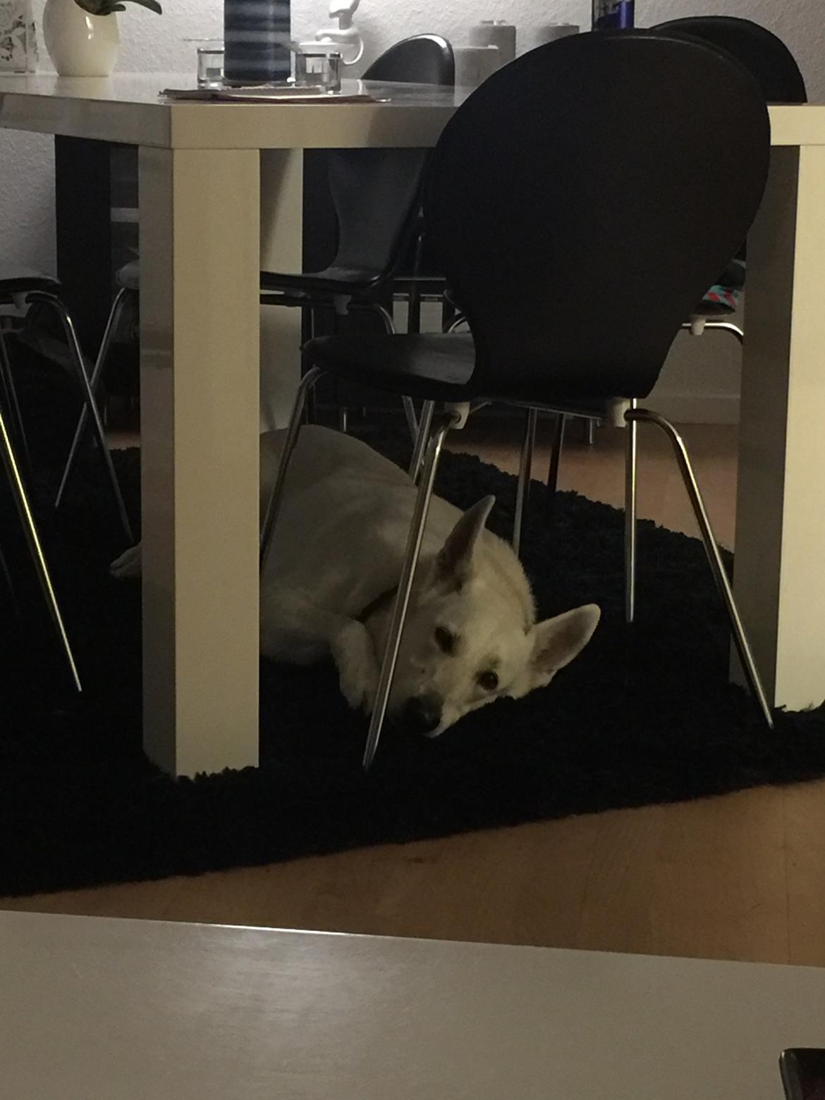 Hvid schæfer Homie billede 46