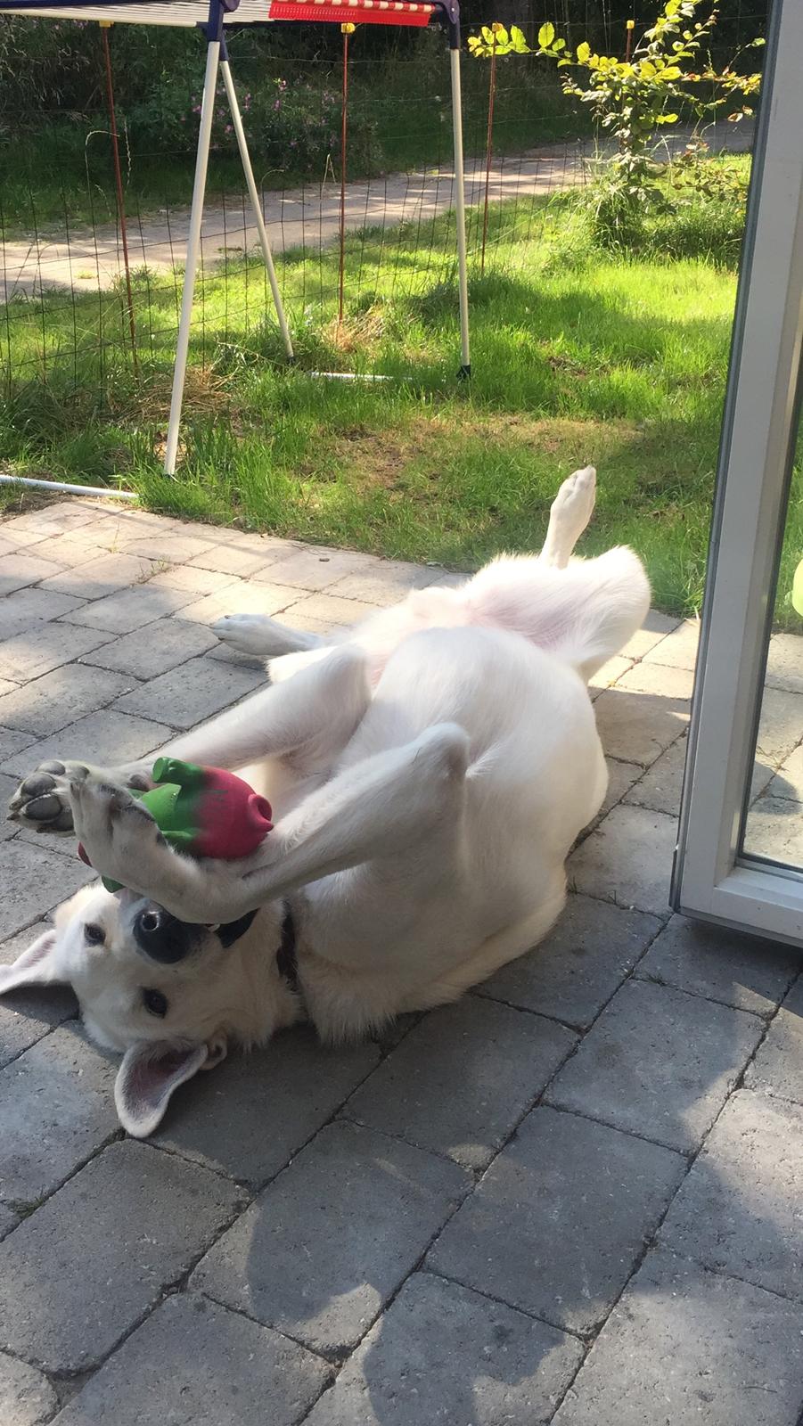 Hvid schæfer Homie billede 48