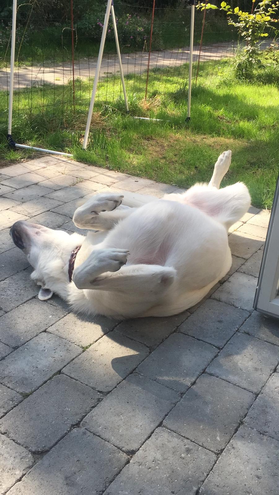 Hvid schæfer Homie billede 49