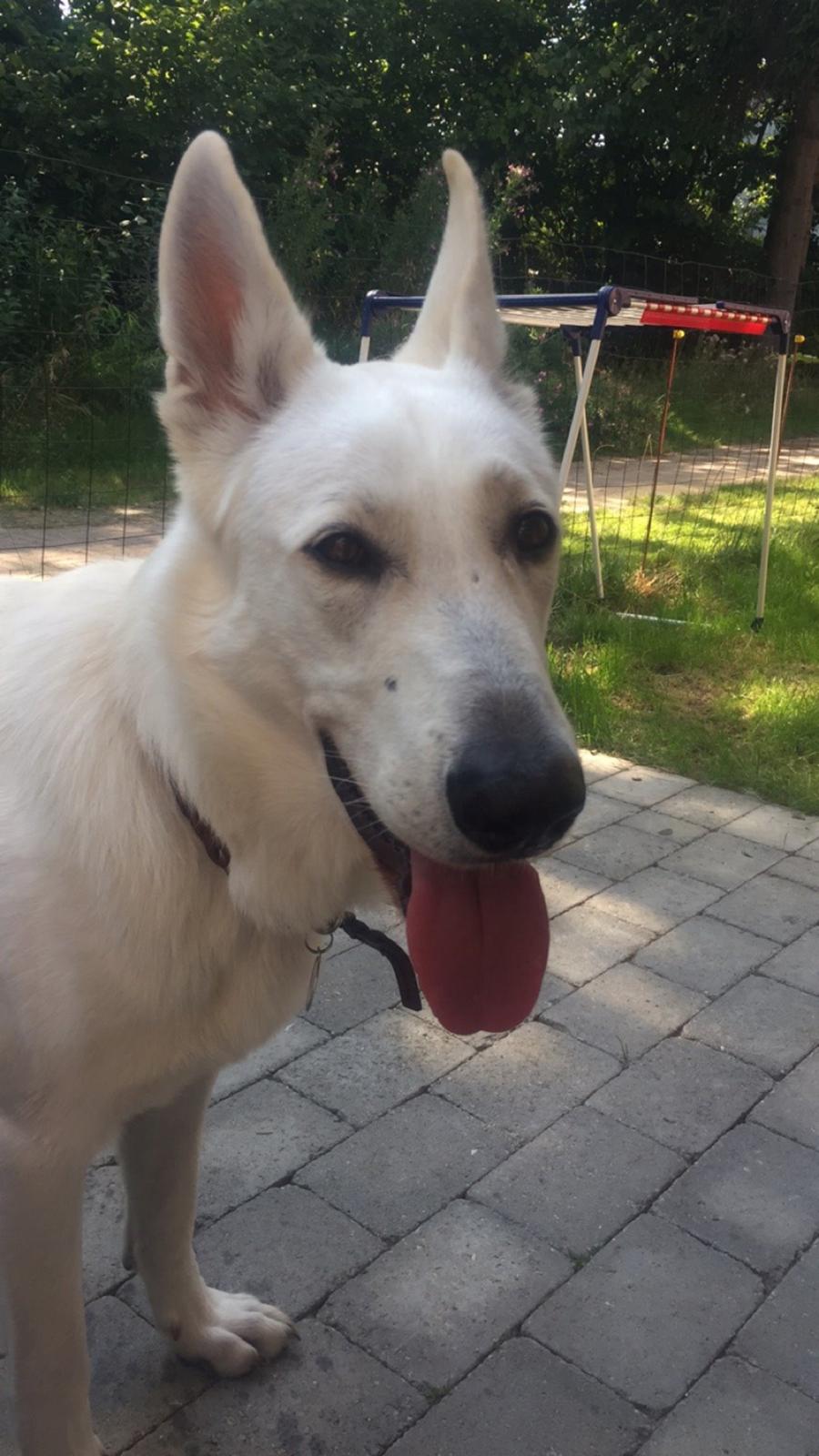 Hvid schæfer Homie billede 47