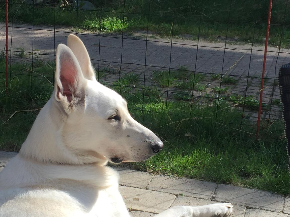 Hvid schæfer Homie billede 50
