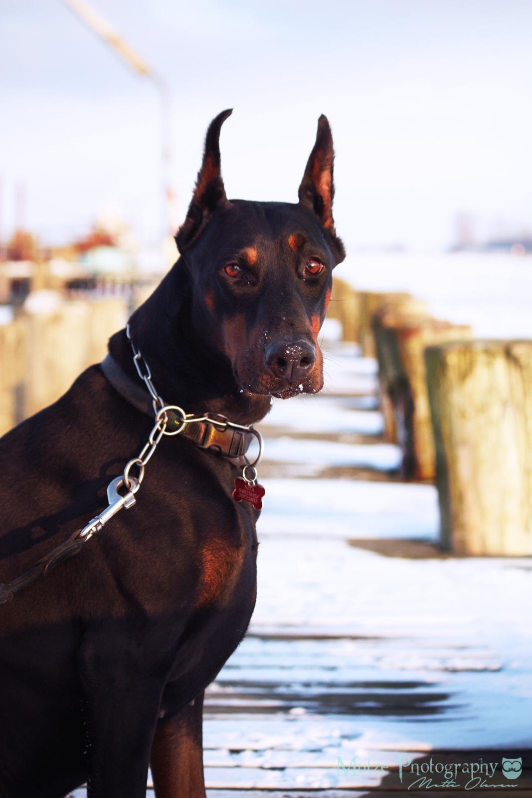 Dobermann Nita di altobello <3 billede 7