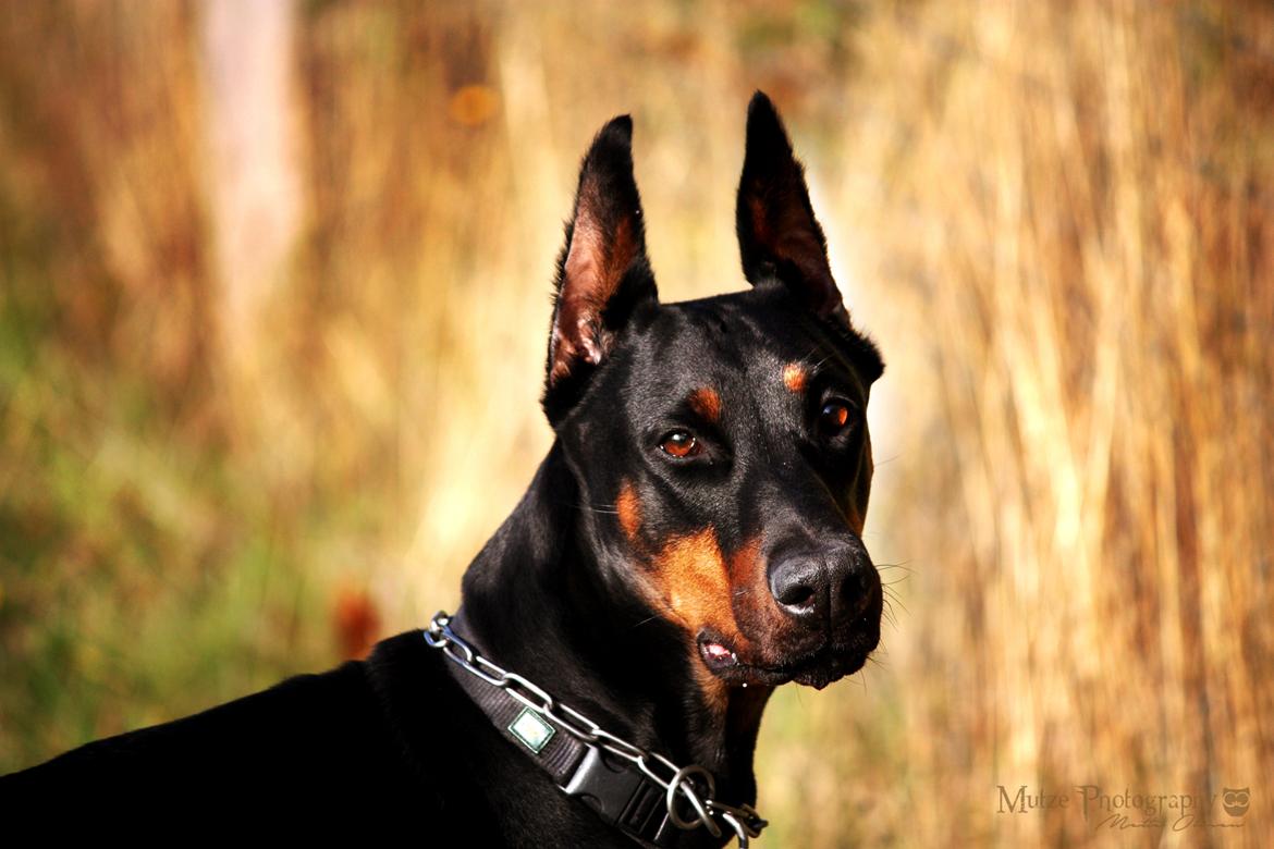 Dobermann Nita di altobello <3 billede 9