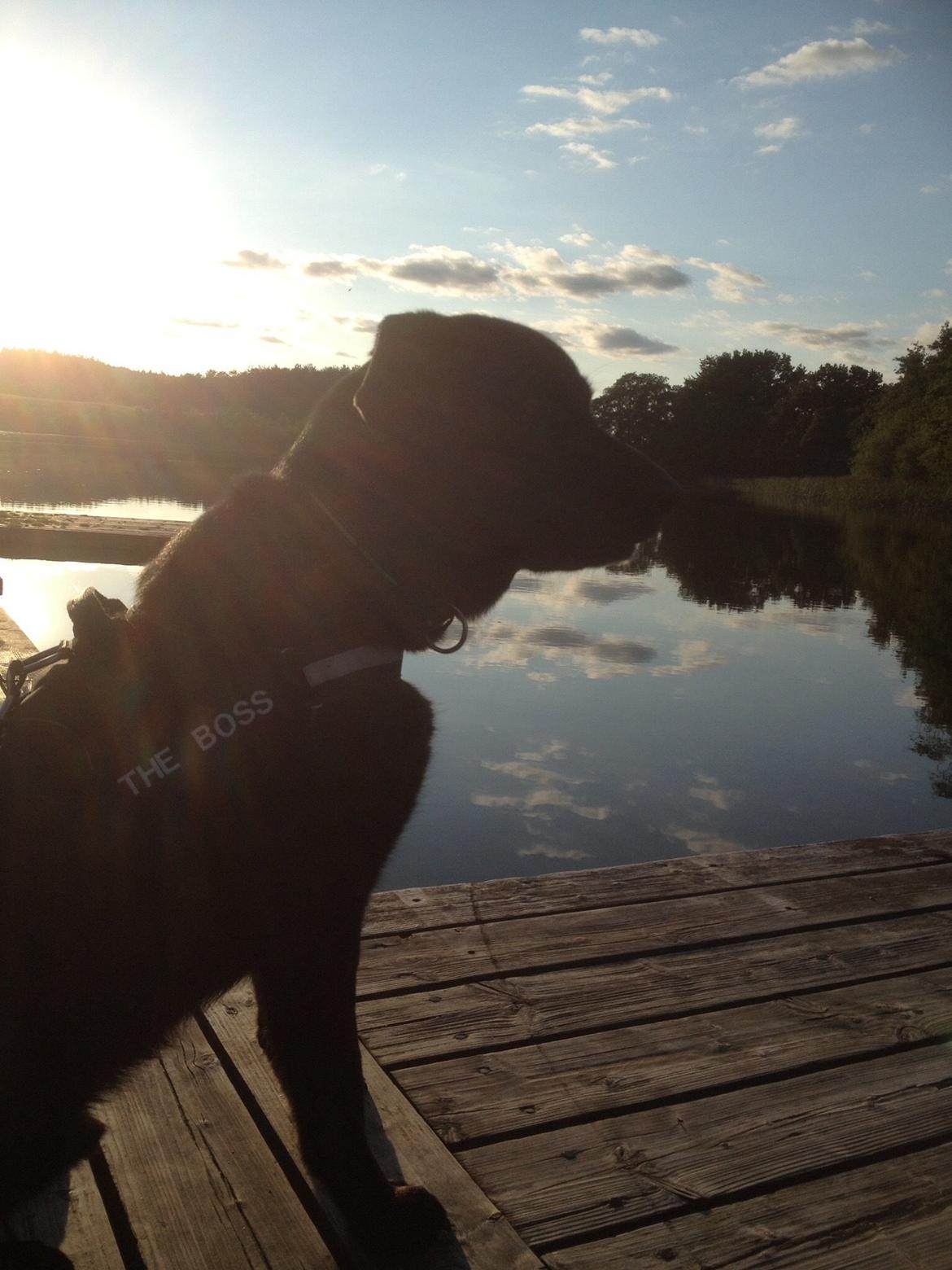 Blanding af racer Boss billede 31