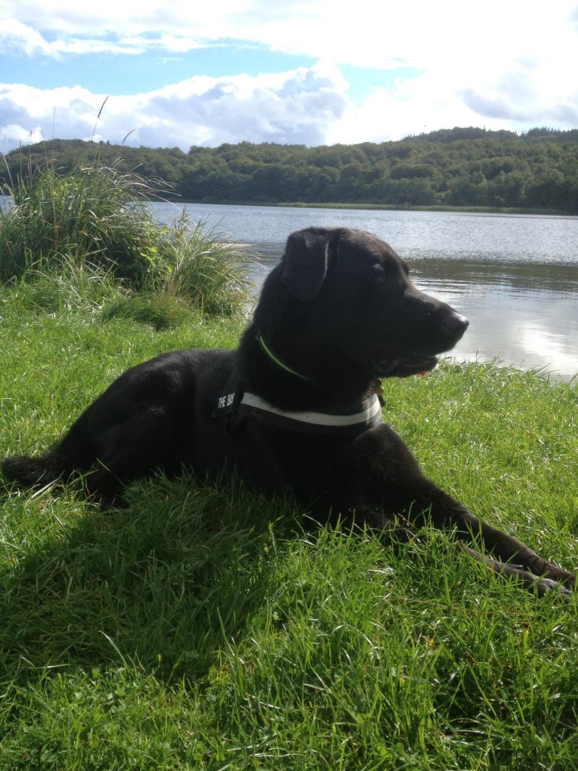 Blanding af racer Boss billede 32