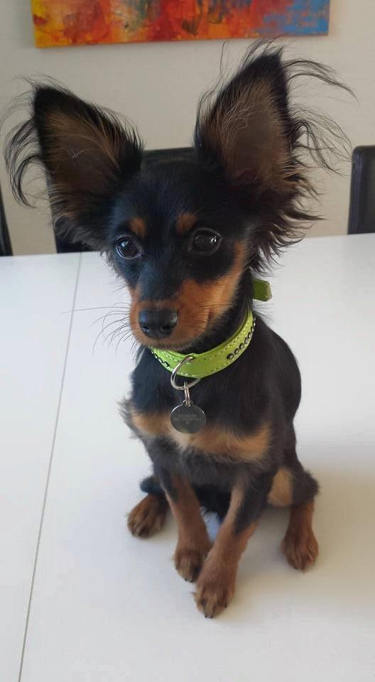 Russisk toy terrier Nero billede 1