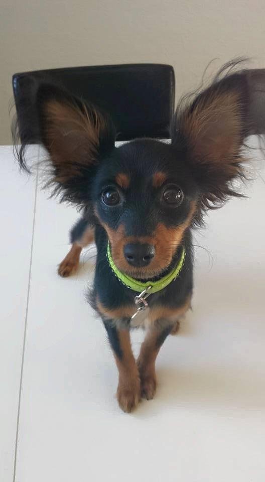 Russisk toy terrier Nero billede 2