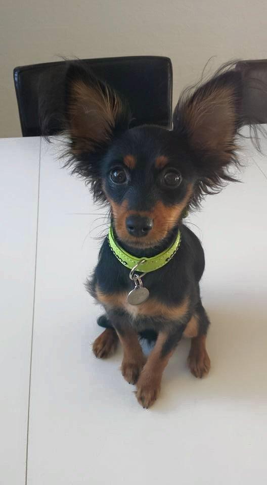 Russisk toy terrier Nero billede 3