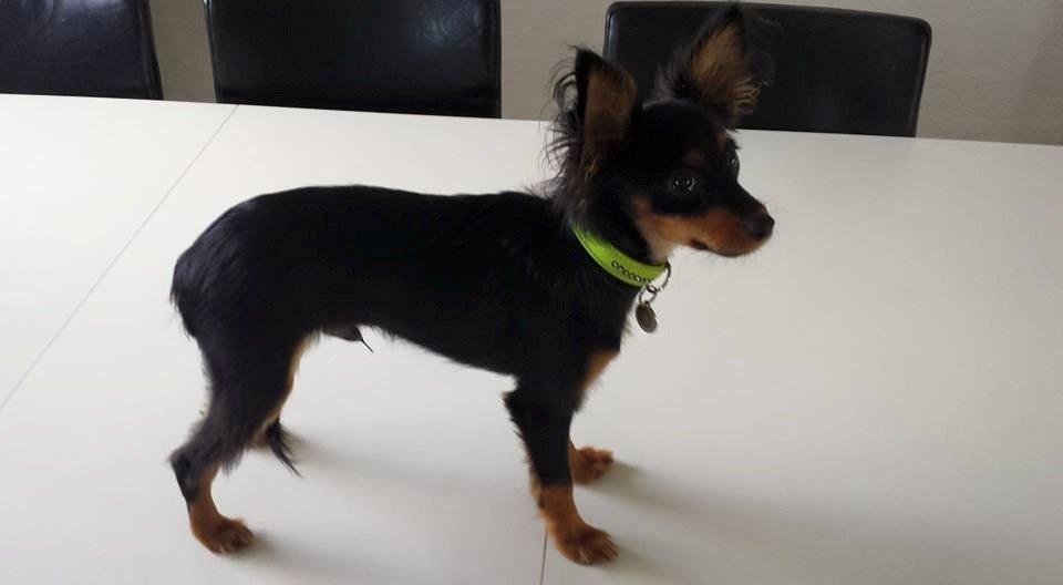 Russisk toy terrier Nero billede 4