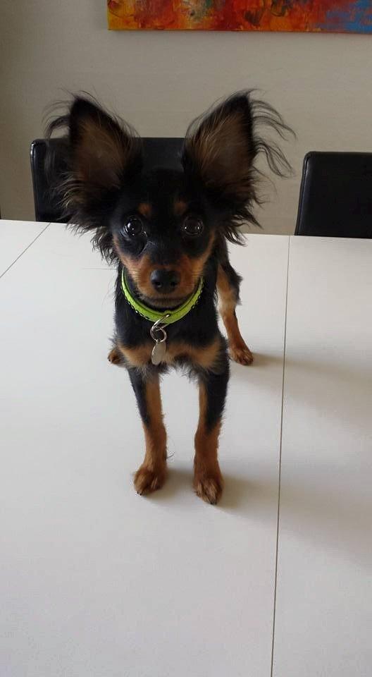 Russisk toy terrier Nero billede 5