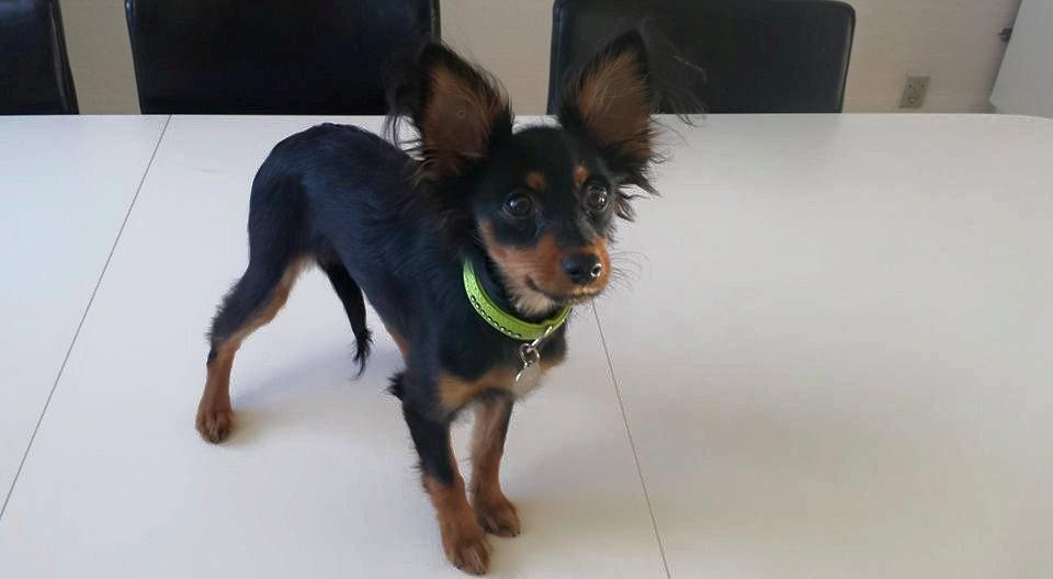 Russisk toy terrier Nero billede 6