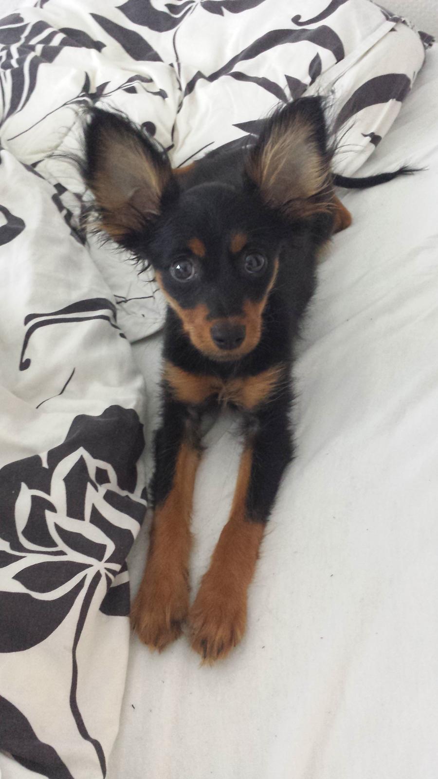 Russisk toy terrier Nero billede 7