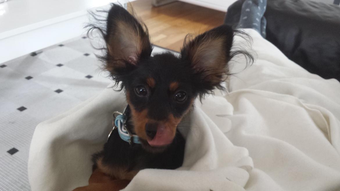 Russisk toy terrier Nero billede 8