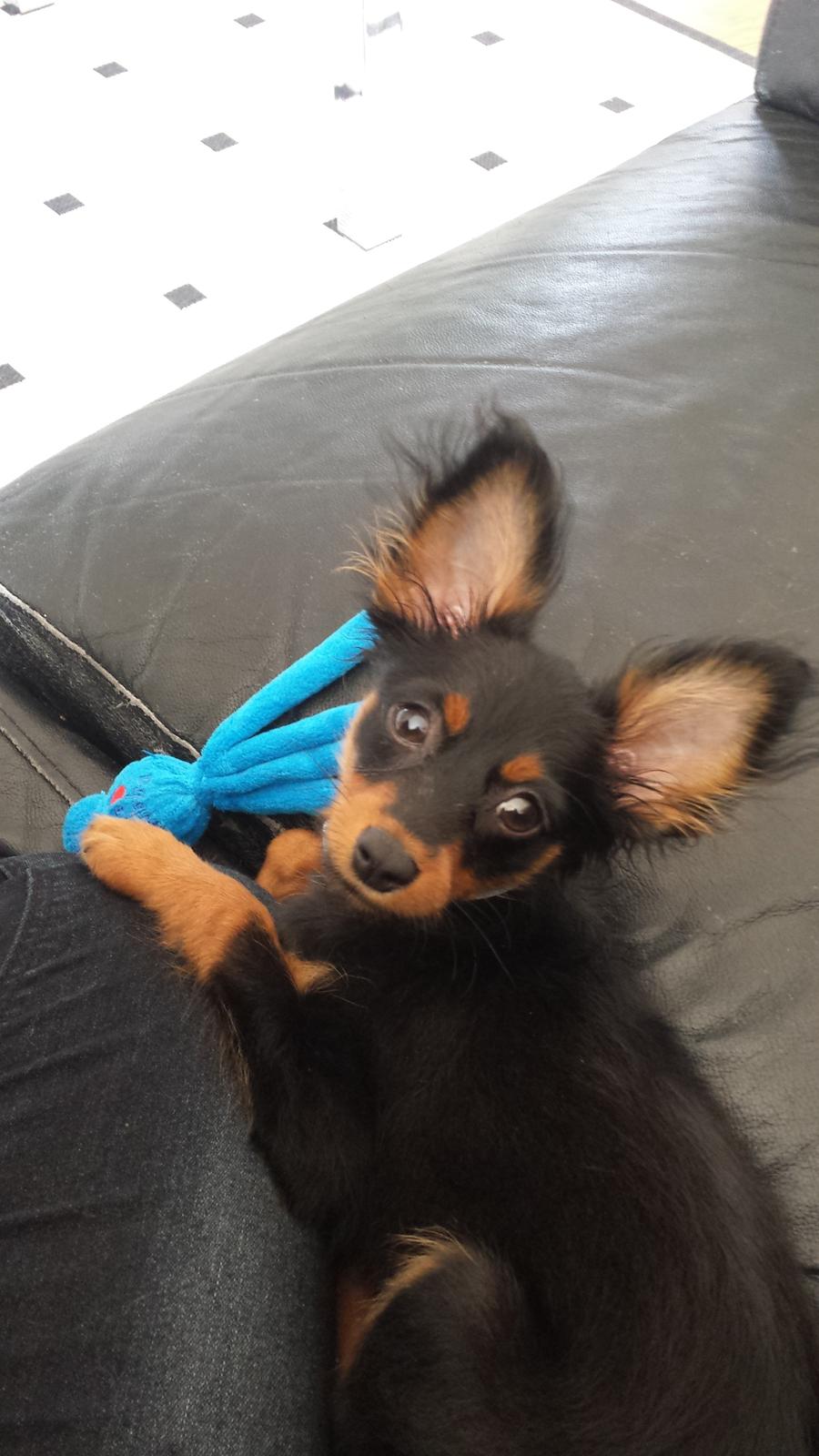 Russisk toy terrier Nero billede 9