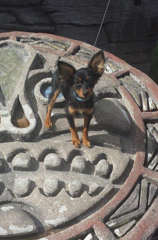 Russisk toy terrier Nero billede 10