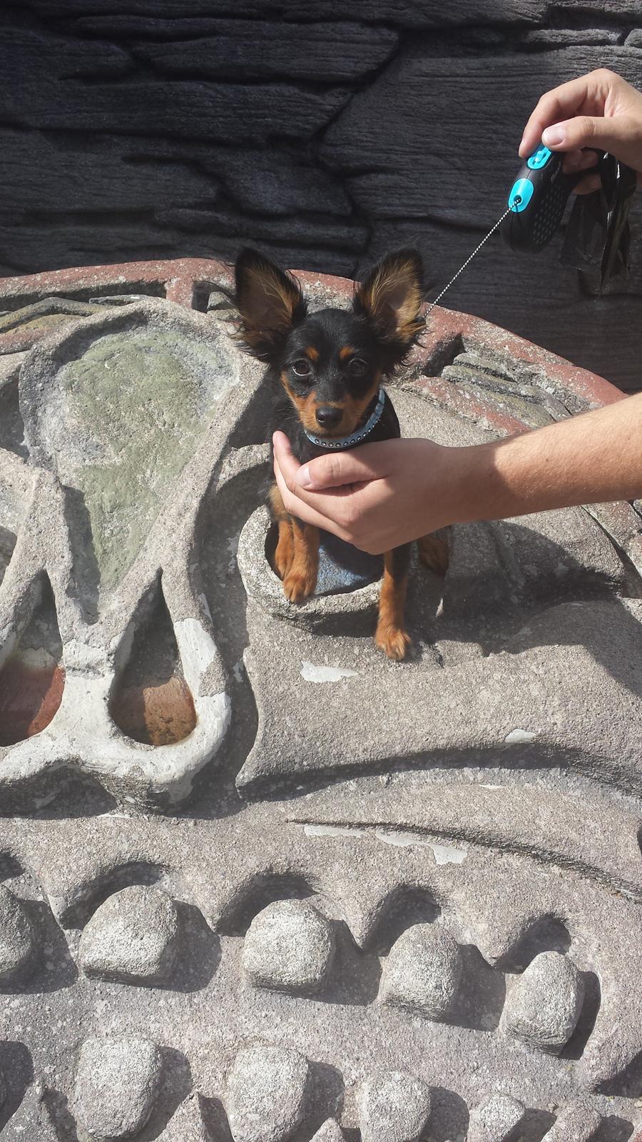 Russisk toy terrier Nero billede 11