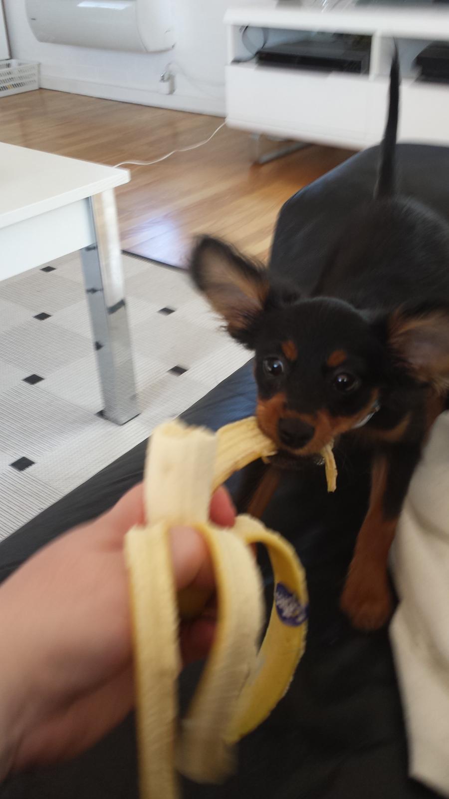 Russisk toy terrier Nero billede 12