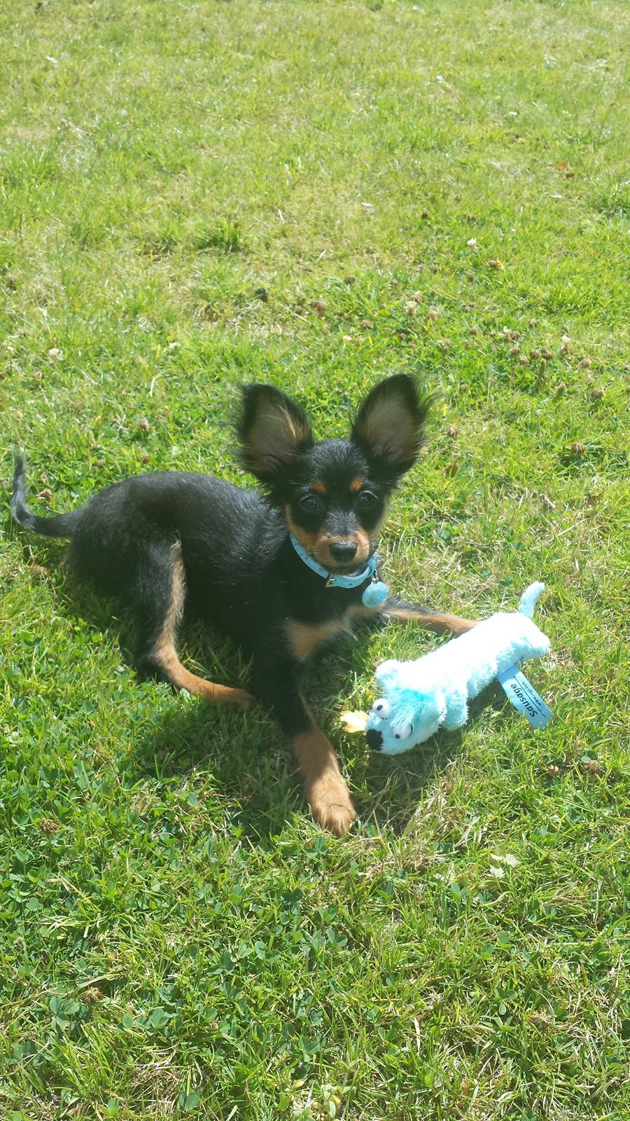 Russisk toy terrier Nero billede 13