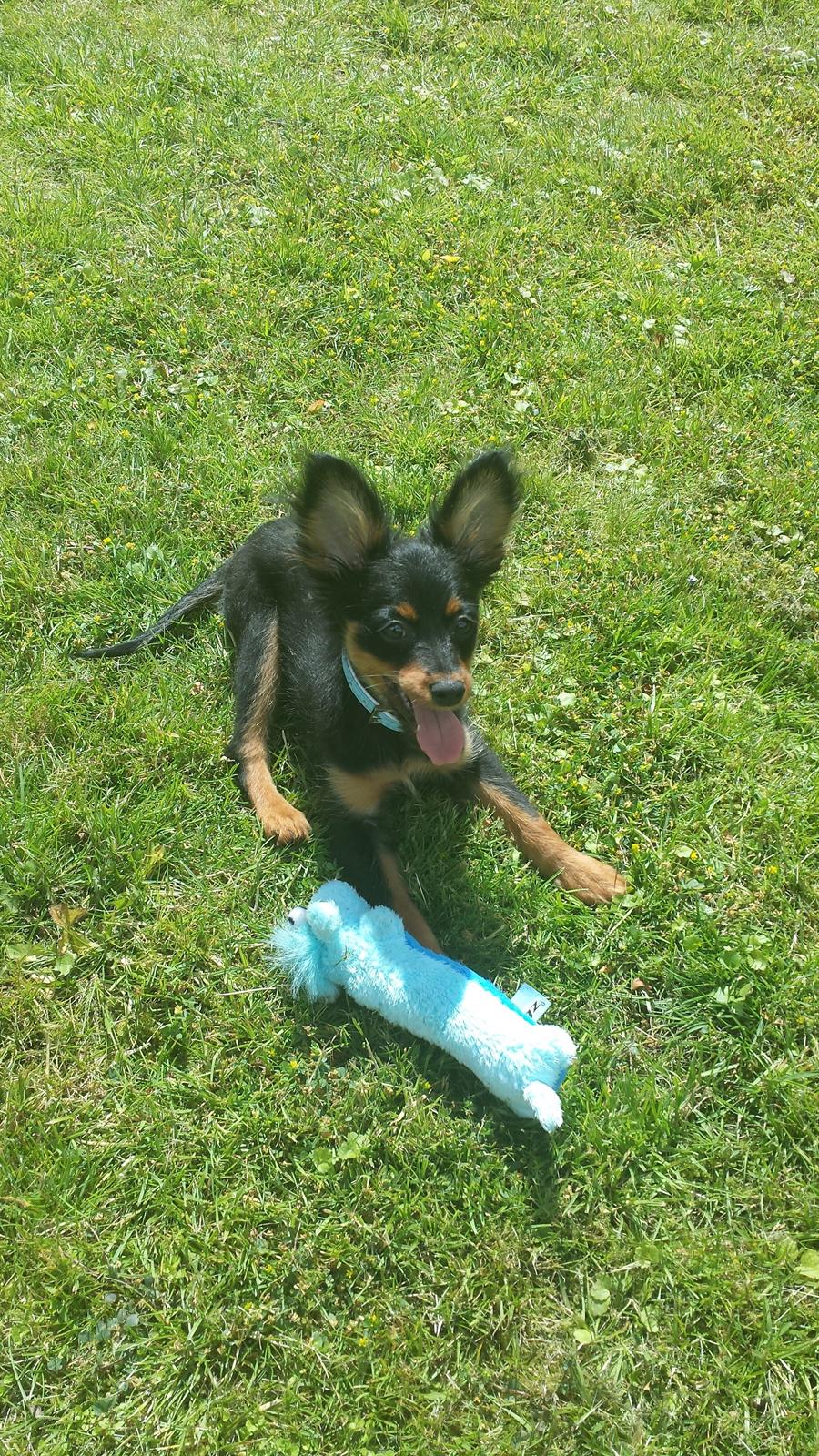 Russisk toy terrier Nero billede 14