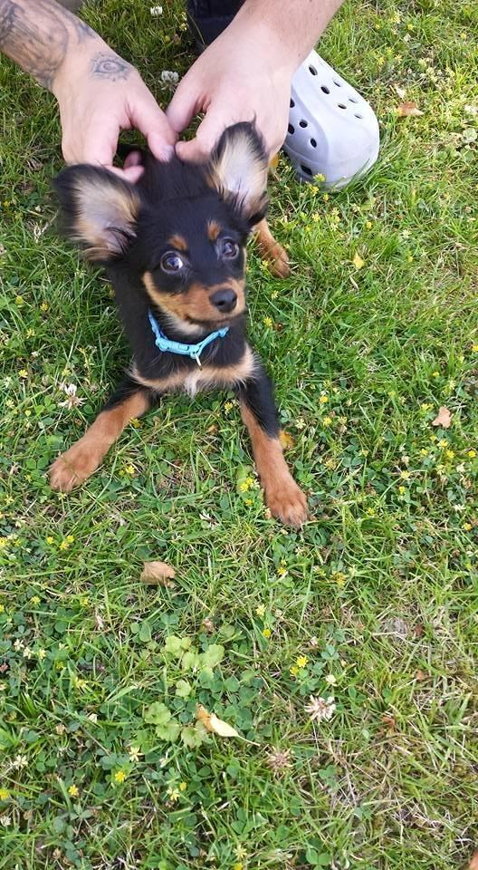 Russisk toy terrier Nero billede 15
