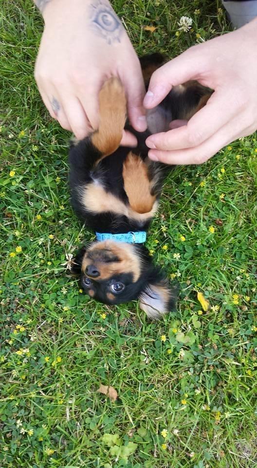 Russisk toy terrier Nero billede 16