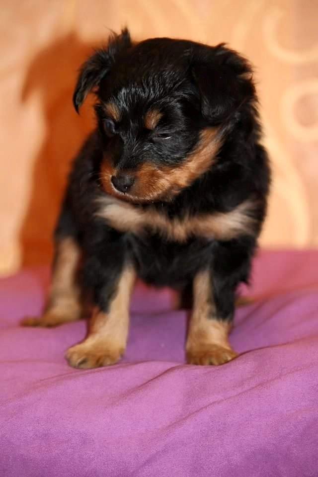 Russisk toy terrier Nero billede 17