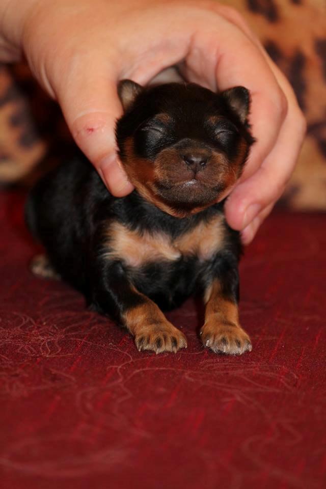 Russisk toy terrier Nero billede 18