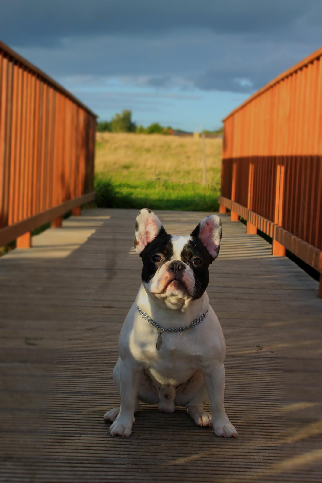 Fransk bulldog Bullys Lord Oscar billede 1