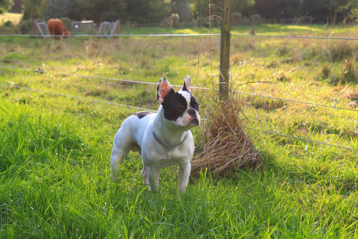 Fransk bulldog Bullys Lord Oscar billede 3