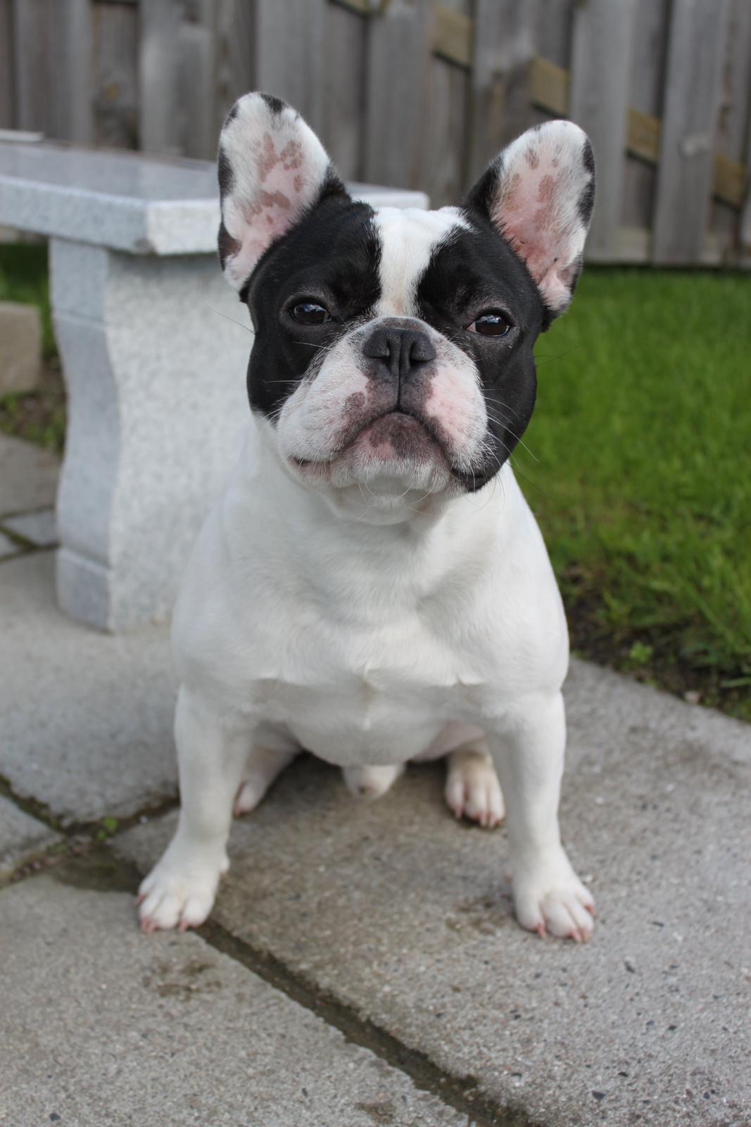 Fransk bulldog Bullys Lord Oscar billede 4