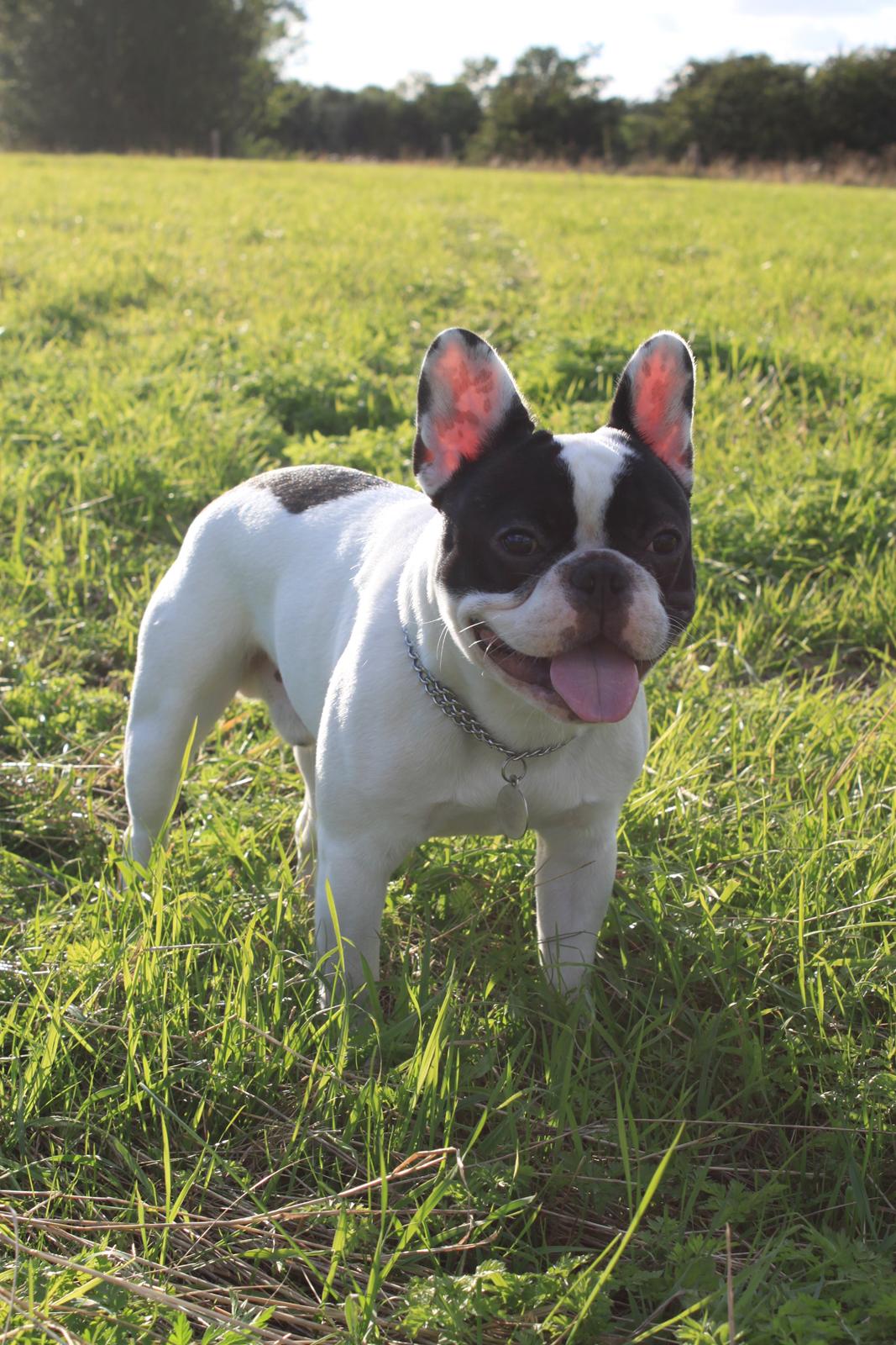 Fransk bulldog Bullys Lord Oscar billede 2