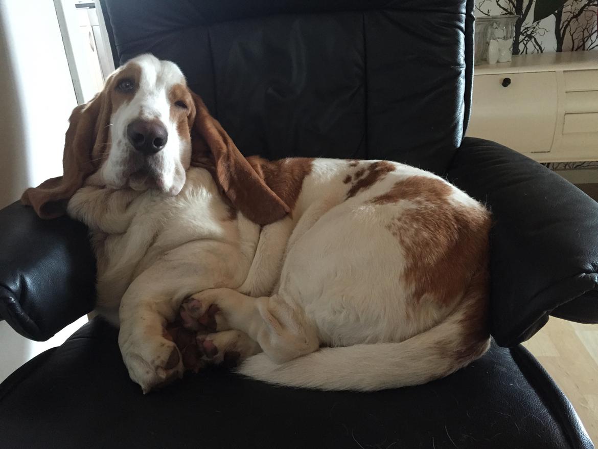 Basset hound Baloo - Godnat.  billede 7