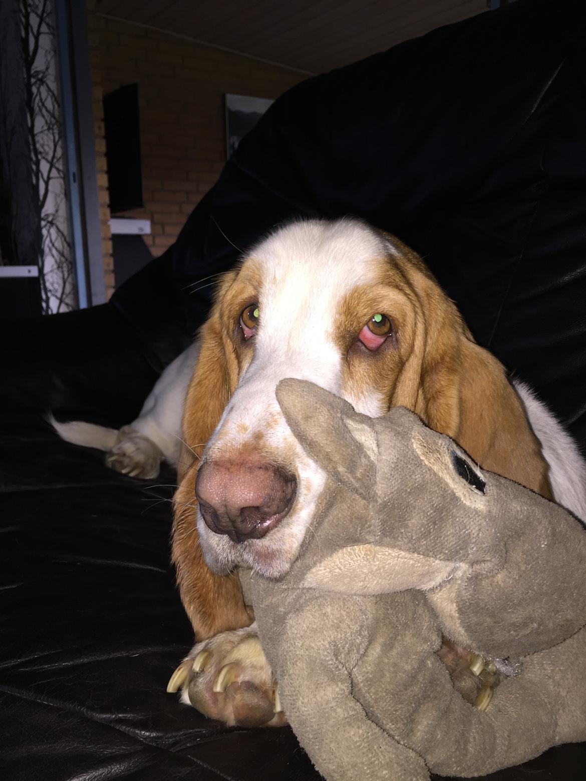 Basset hound Baloo - Det er altså min bamse.  billede 8