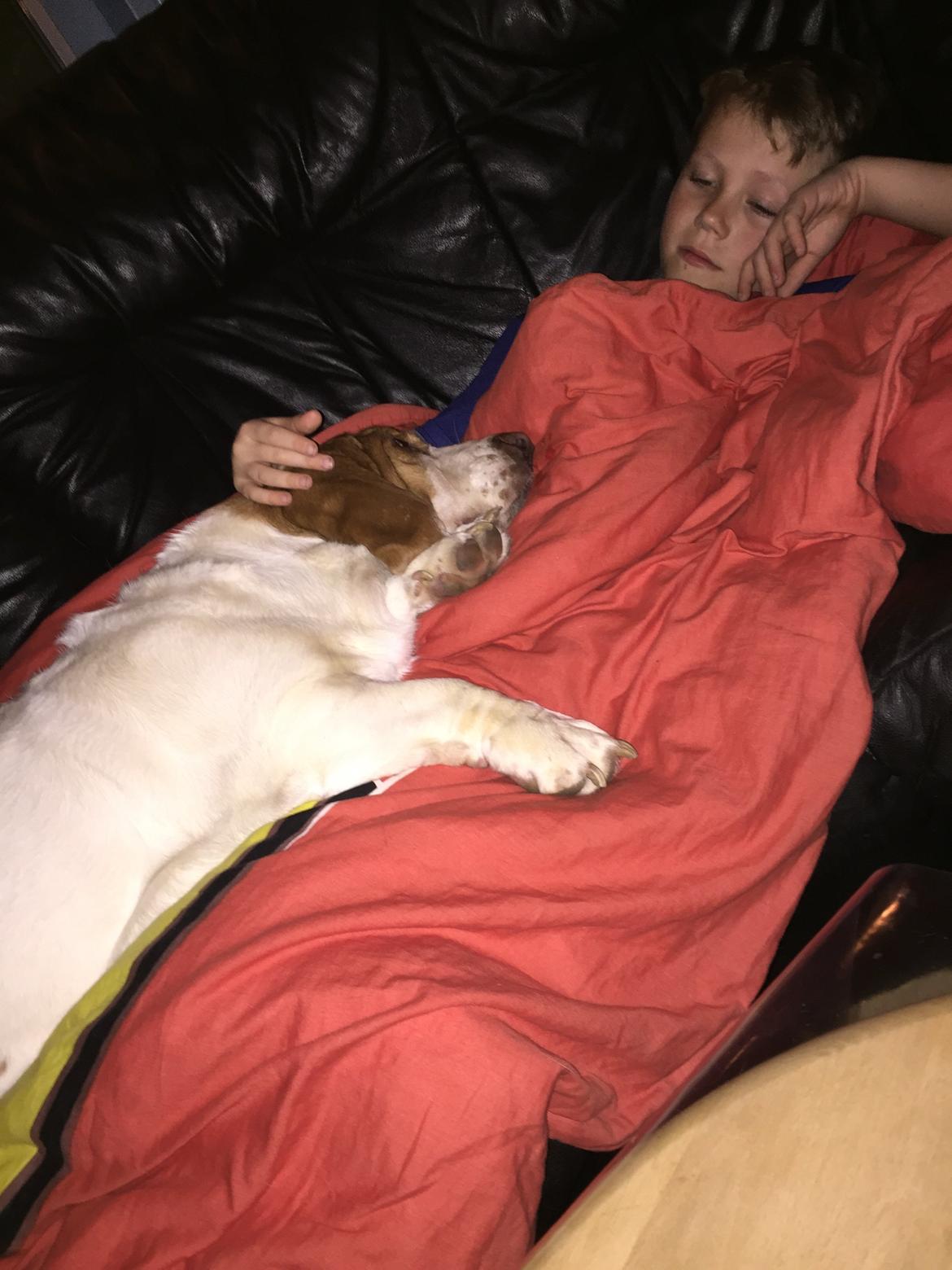 Basset hound Baloo - Nusse hund.  billede 9