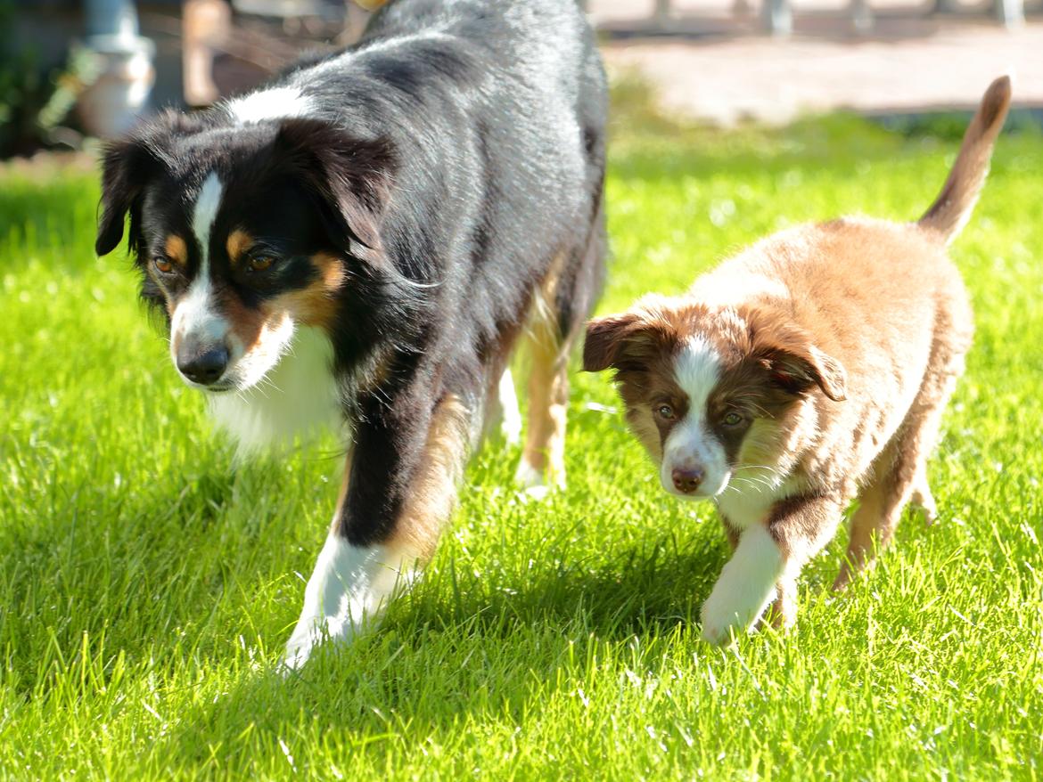 Miniature American Shepherd Little Moon Aussie's CherryMilk (Cif) billede 23