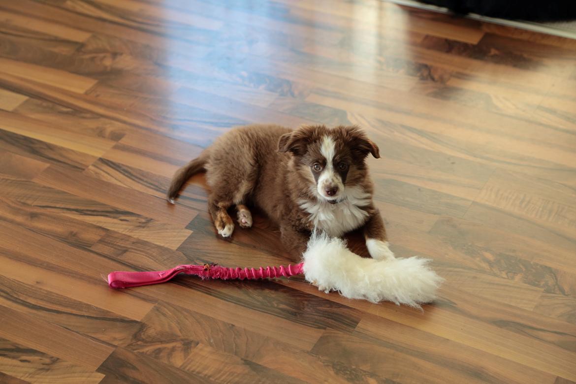 Miniature American Shepherd Little Moon Aussie's CherryMilk (Cif) - Cif 13 uger, 3950gram, 28cm høj billede 25