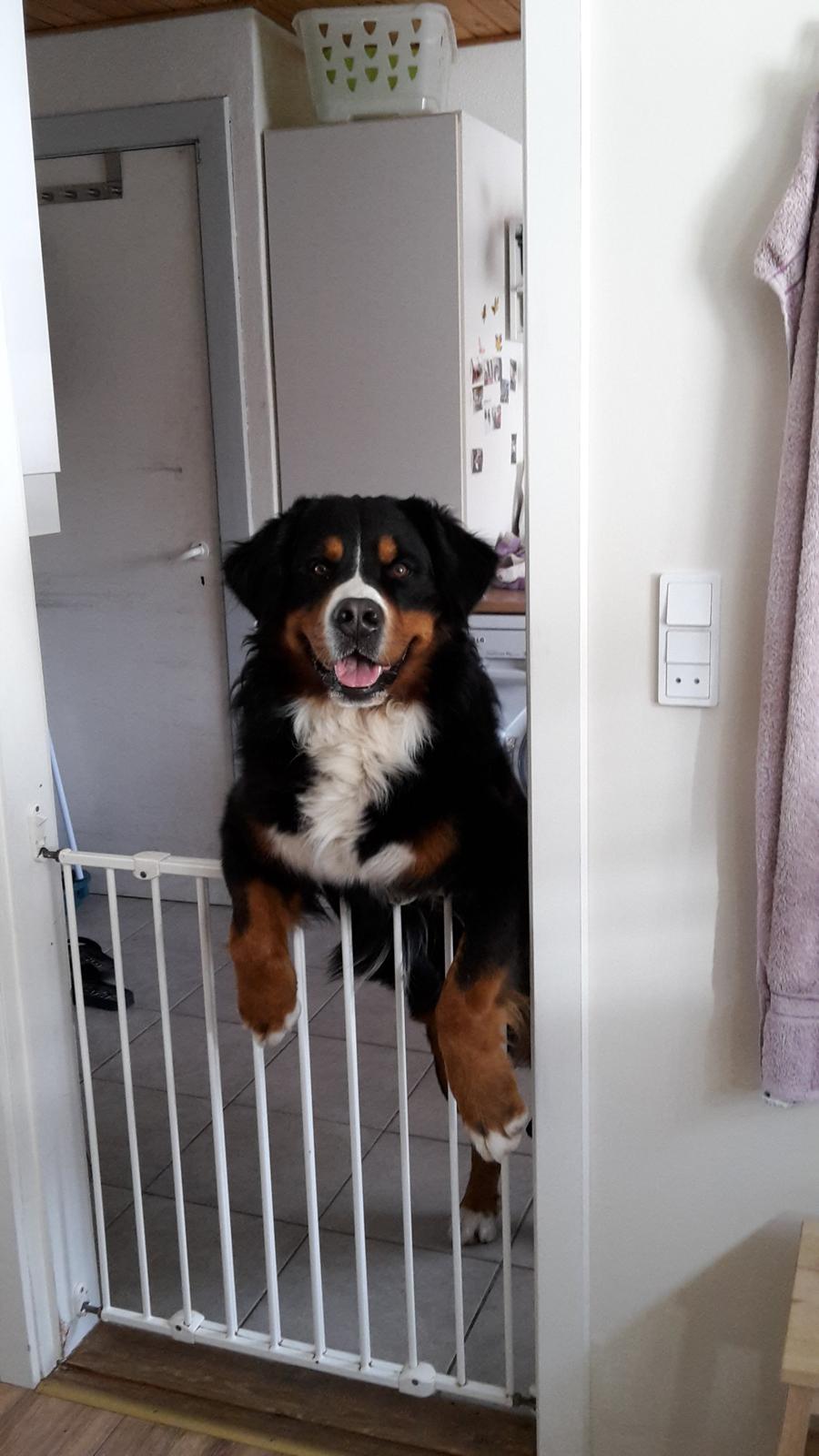 Berner sennenhund Balou - Kommer du med det guf eller hvad :) billede 16