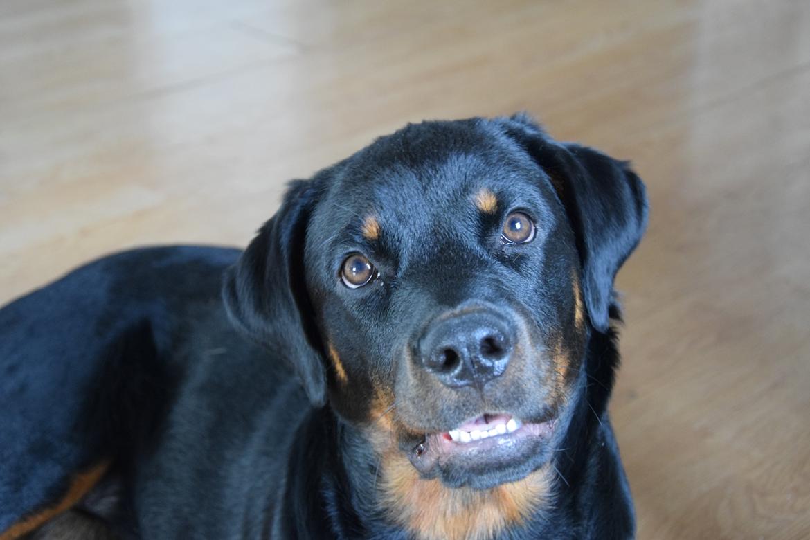 Rottweiler Kali billede 42
