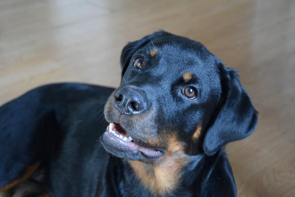 Rottweiler Kali billede 41