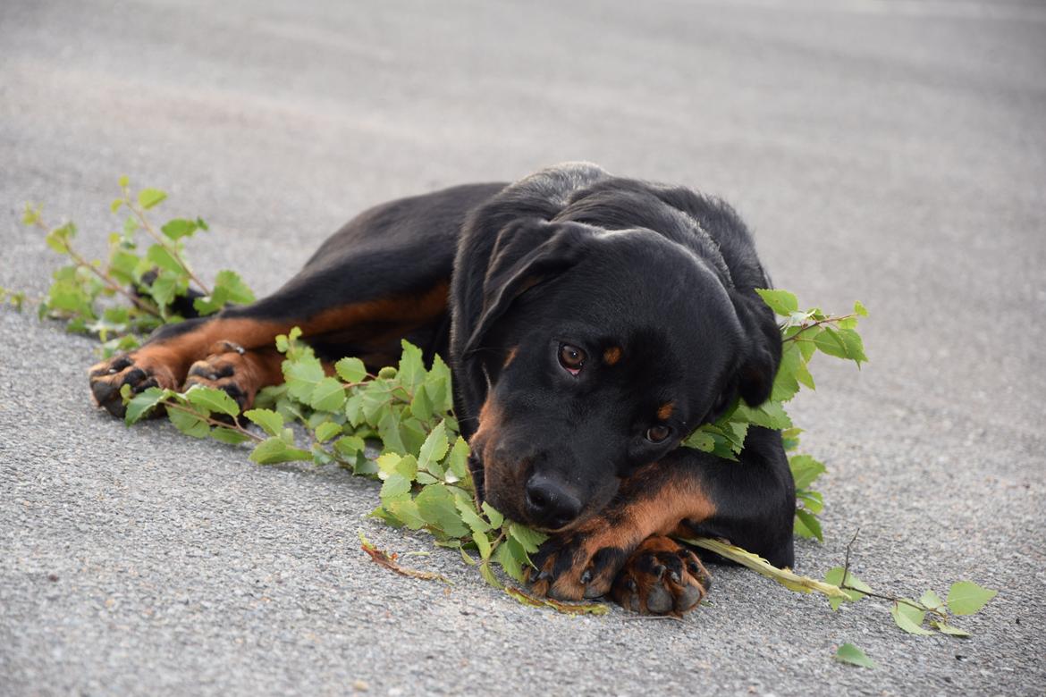 Rottweiler Kali billede 43