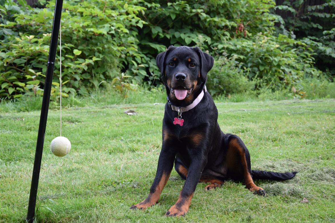 Rottweiler Kali billede 44