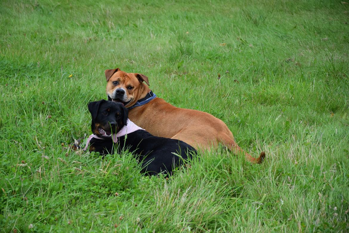 Rottweiler Kali billede 45