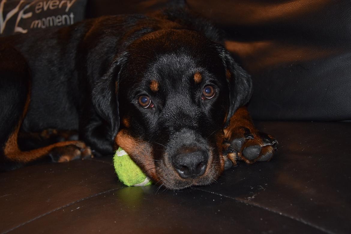 Rottweiler Kali billede 47