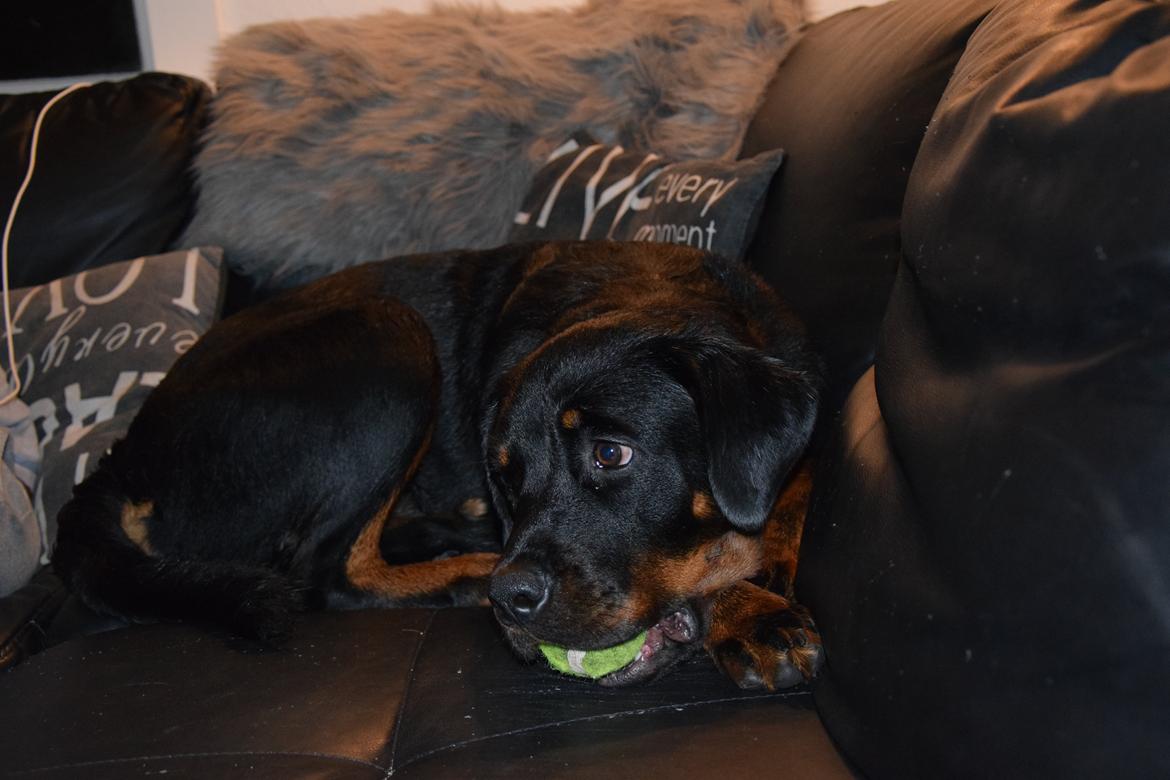 Rottweiler Kali billede 46