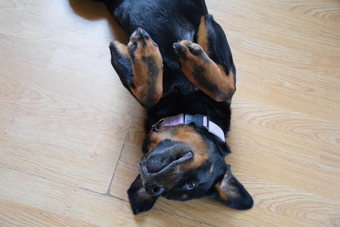 Rottweiler Kali billede 48