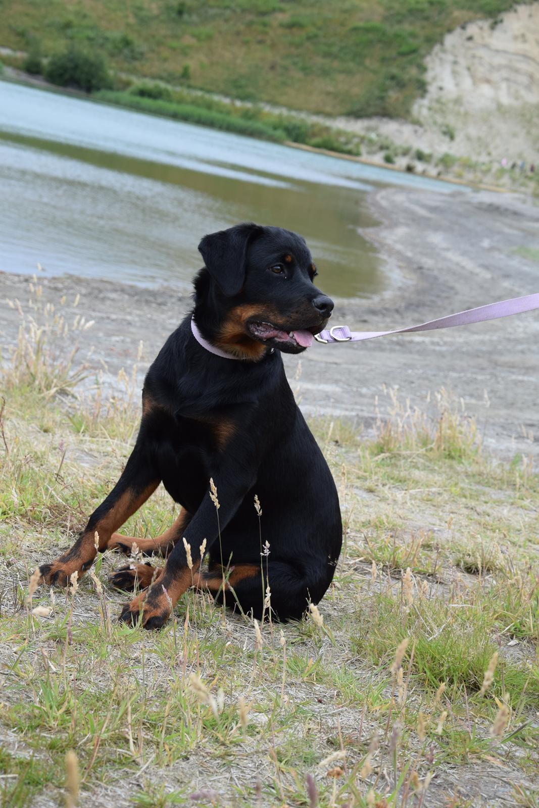 Rottweiler Kali billede 49