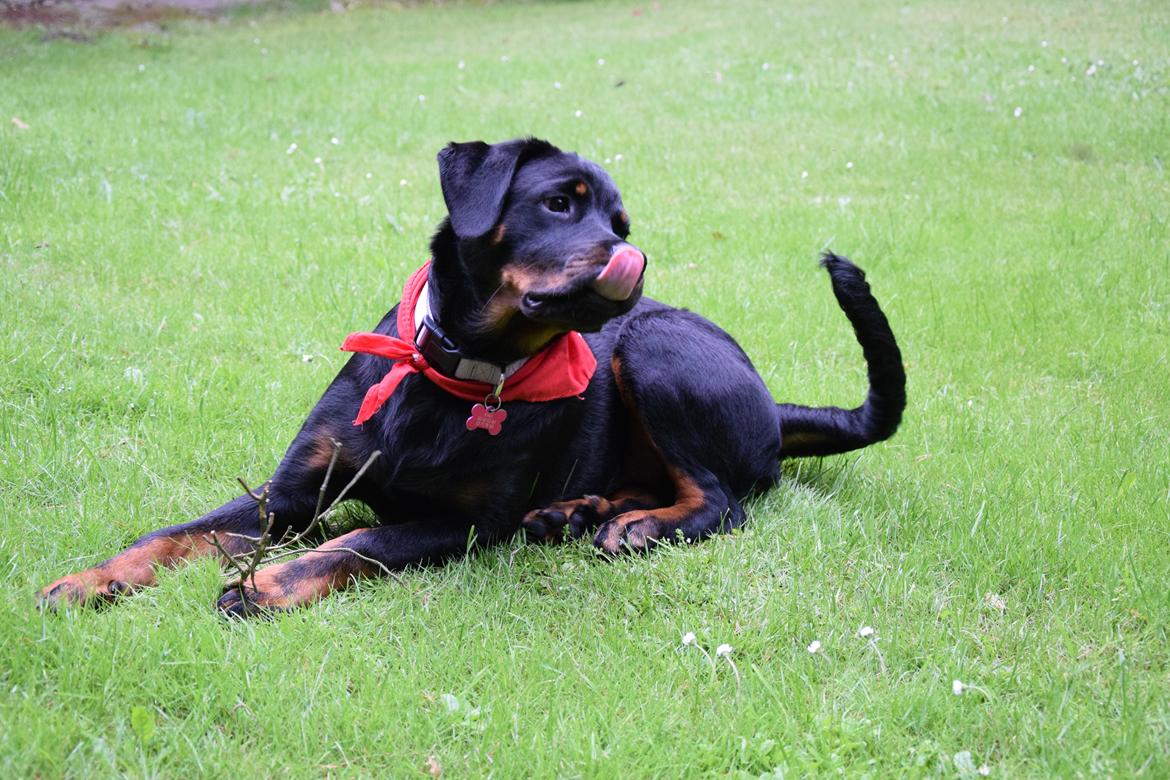 Rottweiler Kali billede 50