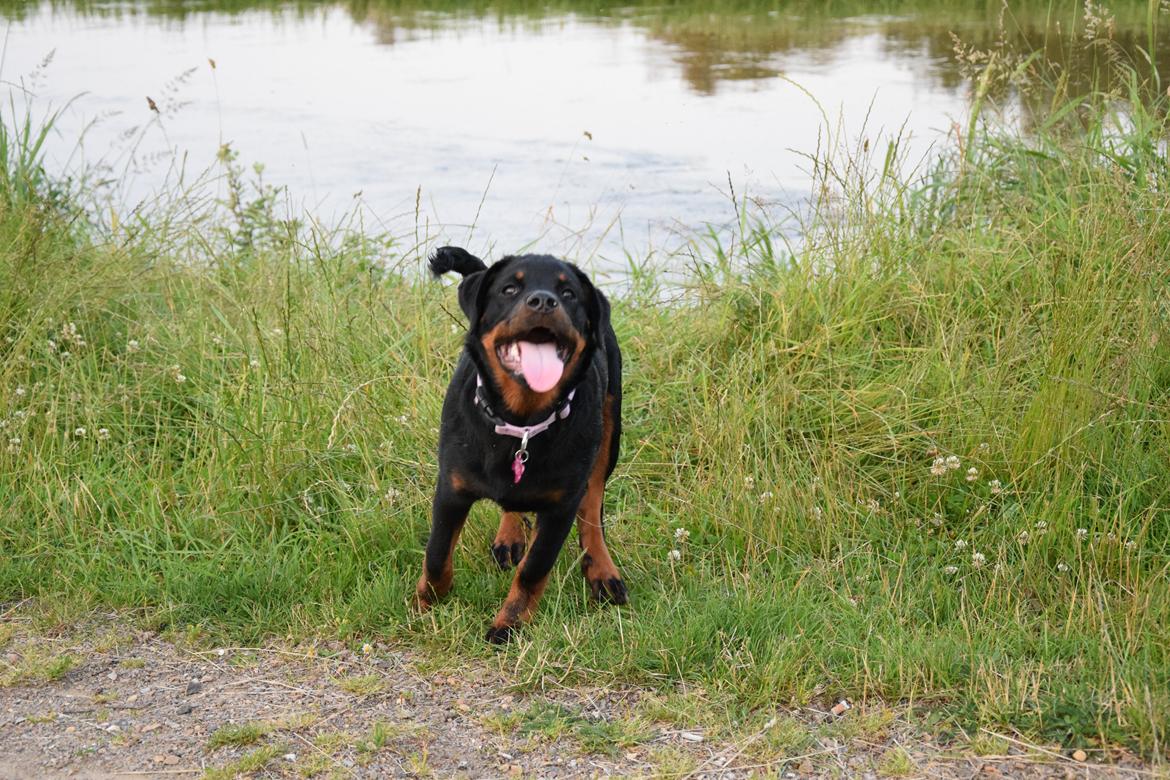 Rottweiler Kali billede 21