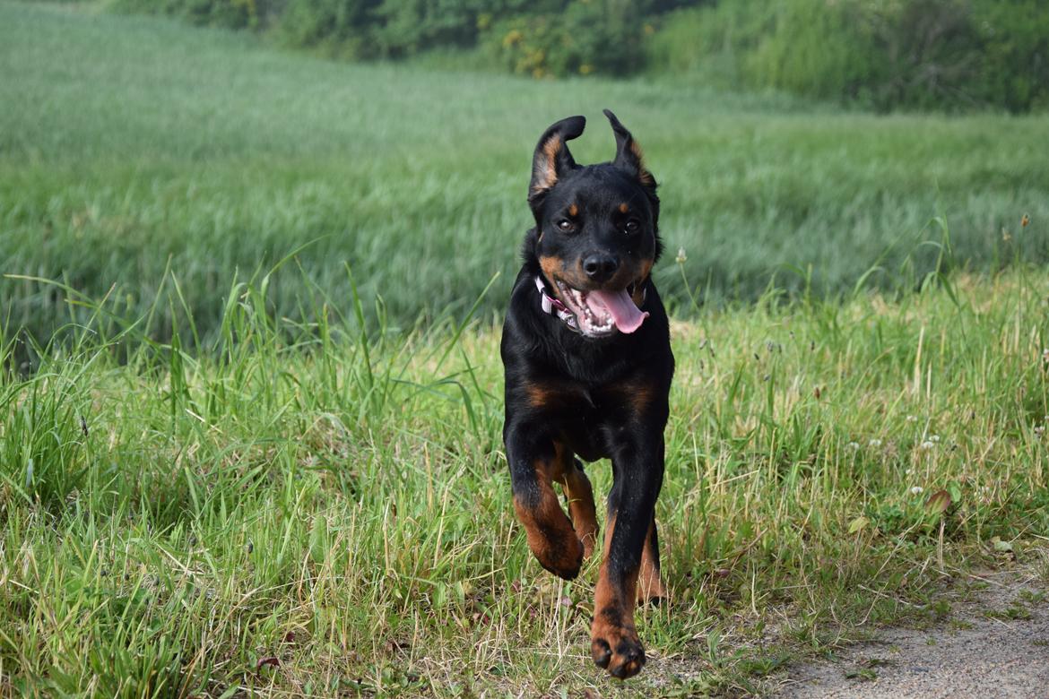 Rottweiler Kali billede 20